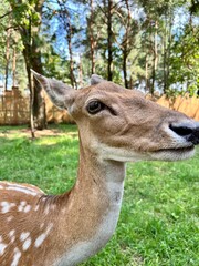 European fallow deer in natural habitat
