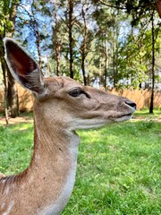 Obraz premium European fallow deer in natural habitat