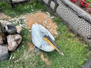 pelican resting on the grass