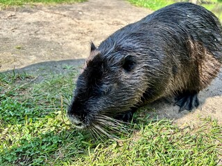 nutria crawled ashore from the river