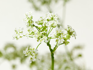 Yarrow flower closeup
