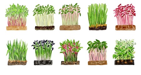 set of young microgreen sprouts . micro green botanical watercolours illustration isolated on white backgrounds 