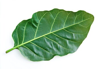 A fiddle leaf fig leaf, large and veined, isolated