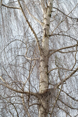 Obraz premium Nahaufnahme einer Birke (Betula pendola), Nordrhein-Westfalen, Deutschland, Europa