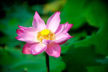 Fototapeta premium Beautiful Lotus Flower in Bloom Surrounded by Green Leaves