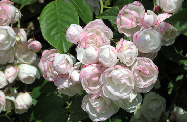Cluster of pink and white Evergreen Rose blooms, Derbyshire England
