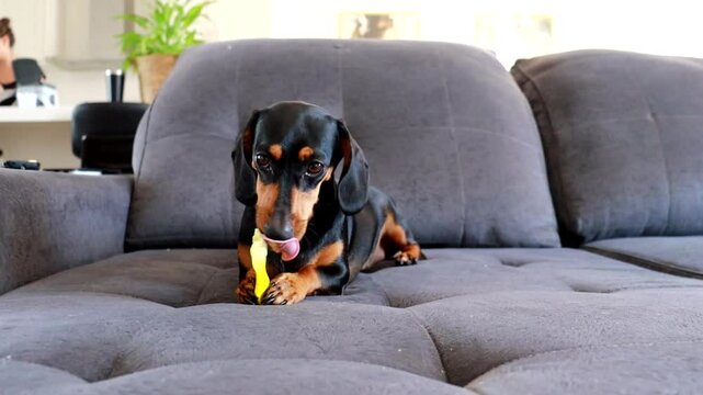 cachorro fofo duchshund comendo biscoito 