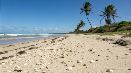 Fine river sand and shells on a scenic beach scene with a few beachy trees nearby, nature, sea, landscape, terrain