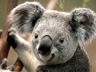 Fototapeta premium koala sleeping on a tree