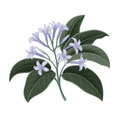 A delicate jasmine flower with small petals and a fresh look