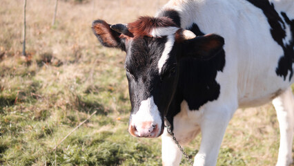 A stunningly beautiful dairy cow peacefully grazing on lush green grass in a sunny, idyllic pasture