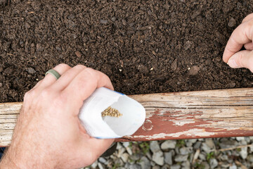 Hand holding a seed packet. Planting spinach seeds in soil in a box planter, container gardening.