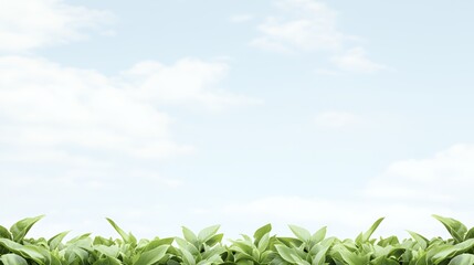 Obraz premium Bright Green Leaves Against a Soft Blue Sky