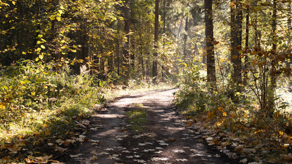 A peaceful and tranquil forest path that is surrounded by vibrant autumn foliage and warm, dappled sunlight