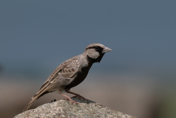 The beautiful Ashy crowned sparrow lark brown plumage, distinctive black throat patch, perched on a stone with blurred blue background.