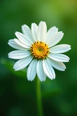 Fototapeta premium Delicate white petals surround a central core, botanical, umbel, landscape