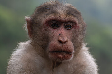The vibrant close up portrait of a monkey with expressive eyes.