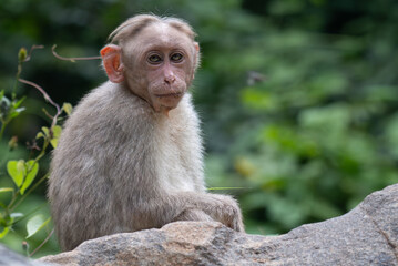 The vibrant close up portrait of a monkey with expressive eyes. The background is blurred with lush green.