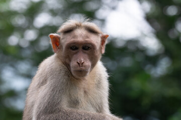 The vibrant close up portrait of a monkey with expressive eyes. The background is blurred with lush green.