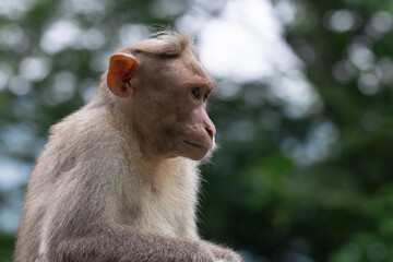 The vibrant close up portrait of a monkey with expressive eyes. The background is blurred with lush green.
