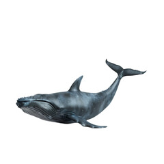 Humpback Whale Ocean Mammal Aquatic Life Deep Sea Wildlife,