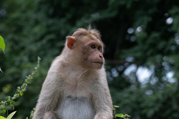 The vibrant close up portrait of a monkey with expressive eyes. The background is blurred with lush green.