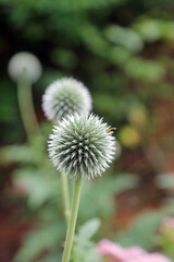 Two Globe Thistle blooms, Derbyshire England
