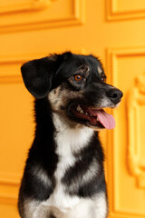portrait of a cute and funny small black dog with brown eyes in the orange living room interior at sunny day