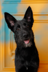cute and funny portrait of young small black dog with brown eyes showing her tongue in front of the colorful yellow and blue art wall