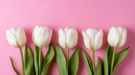 Obraz premium White tulips beautifully arranged against a soft pink background showcasing their elegance and simplicity