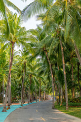 Fototapeta premium The coconut grove scenery of Nanshan Dongtian scenic area in Sanya City, Hainan province, China.