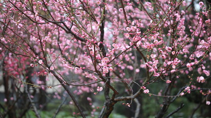 tree, spring, flower, blossom, pink, nature, bloom, cherry, flowers, branch, blooming, plant, garden, season, flora, leaf, magnolia, sakura, beauty, sky, petal, floral, blossoms, flowering, park