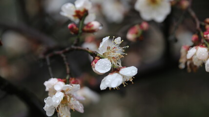 flower, tree, nature, spring, blossom, branch, plant, flowers, bee, white, bloom, season, pink, cherry, blooming, garden, beauty, bud, macro, summer, closeup, winter, fruit, sky, apple