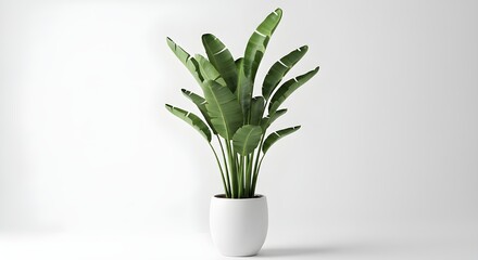 Aislamiento de planta de interior moderna sobre fondo de transparencia PNG