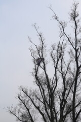 tree, sky, nature, winter, branches, branch, forest, blue, trees, silhouette, wood, clouds, autumn, bare, spring, landscape, season, dark, cloud, plant, outdoor