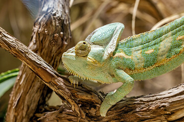 A Yemen Chameleon in a tree