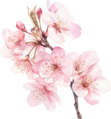 Naklejka premium Cherry blossom flowers watercolor painting isolated on transparent background.