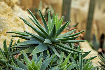 Obraz premium Cactus Plants in a dry area 