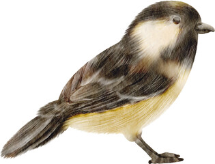 watercolor coal tit bird © Je