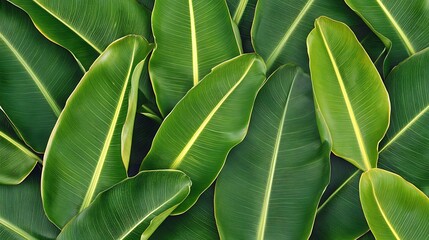 Green banana leaves create a textured pattern, used for nature themed designs
