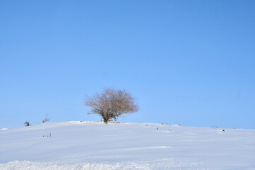 snow covered tree
