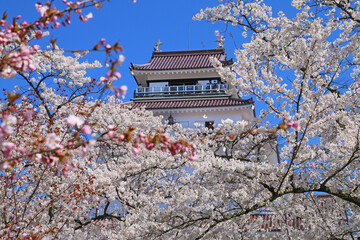 桜に包まれた鶴ヶ城（福島県・会津若松市）