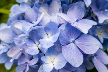 青紫色のアジサイの花のクローズアップ