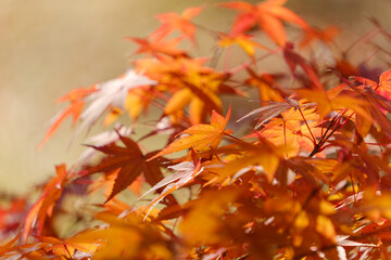 秋の光に輝く赤やオレンジの紅葉