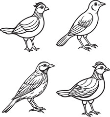 Line art vector illustration bird set image 