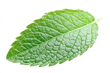 Obraz premium A fresh mint leaf with detailed textures, isolated
