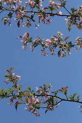 tree, spring, blossom, flower, nature, branch, flowers, sky, cherry, bloom, white, blooming, apple, beauty, plant, garden, blue, season, plum, pink, leaf, flora, growth, floral, blossoms