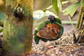 A crested wood partridge in the jungle