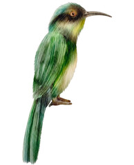 watercolor bee eater bird