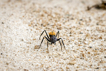 A Balbyter ant in the wild